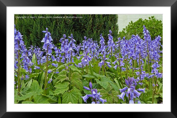 Spanish Bluebells In Springtime Framed Mounted Print by Paul J. Collins