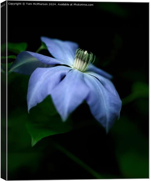 Clematis Canvas Print by Tom McPherson