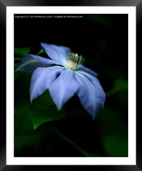 Clematis Framed Mounted Print by Tom McPherson