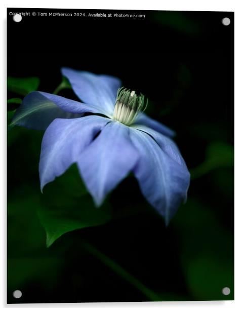 Clematis Acrylic by Tom McPherson