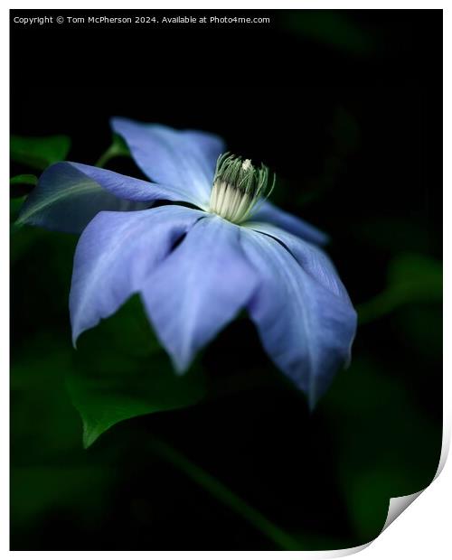 Clematis Print by Tom McPherson