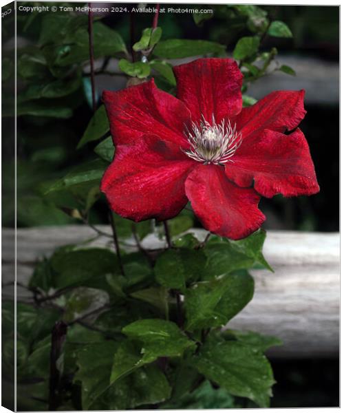 Clematis Canvas Print by Tom McPherson