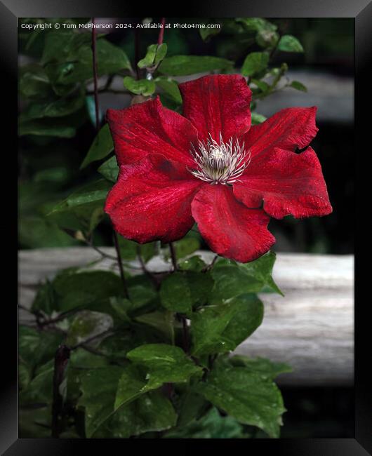 Clematis Framed Print by Tom McPherson