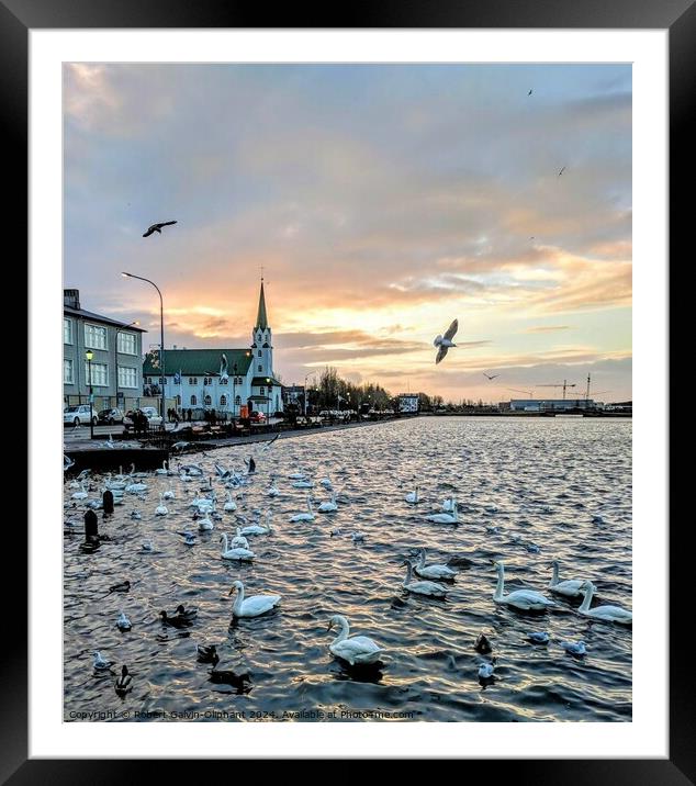 Swimming swans in Iceland  Framed Mounted Print by Robert Galvin-Oliphant