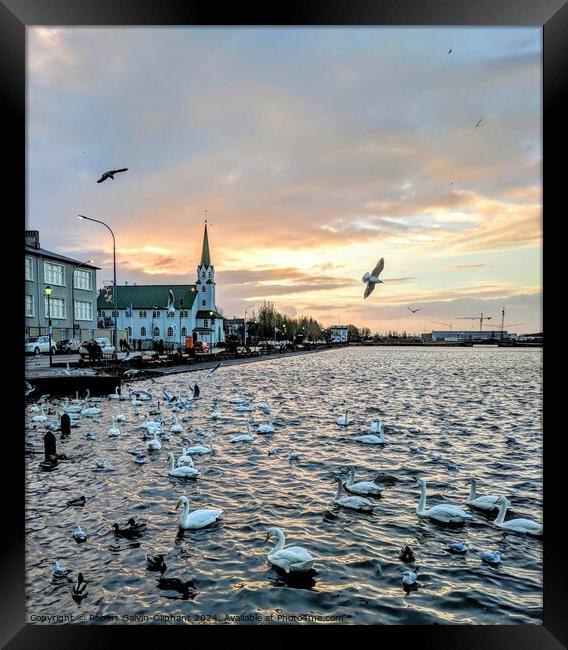 Swimming swans in Iceland  Framed Print by Robert Galvin-Oliphant