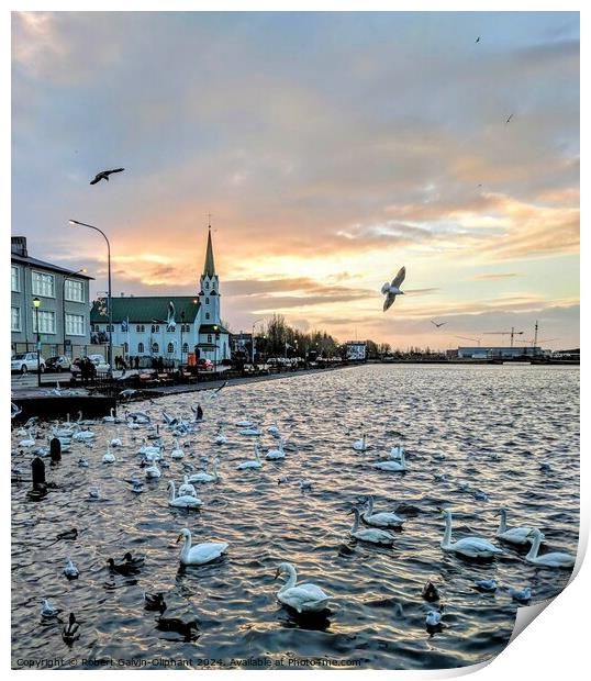 Swimming swans in Iceland  Print by Robert Galvin-Oliphant