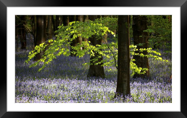 Bluebell Woodland  Framed Mounted Print by Simon Johnson