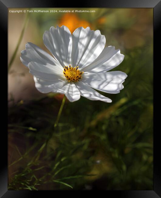 Cosmos Framed Print by Tom McPherson