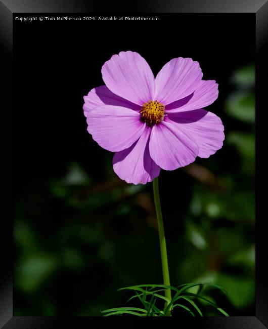 Cosmos Framed Print by Tom McPherson