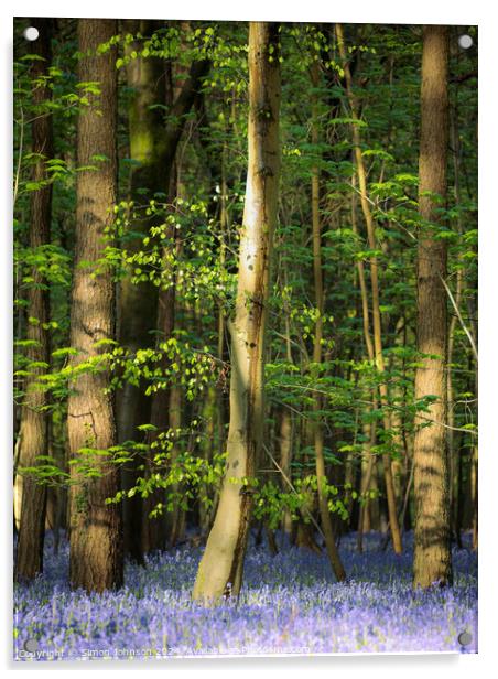 Bluebell Woodland  Acrylic by Simon Johnson