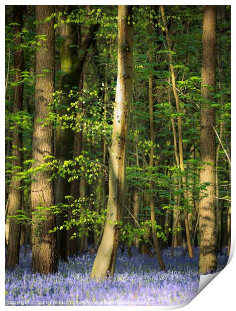Bluebell Woodland  Print by Simon Johnson