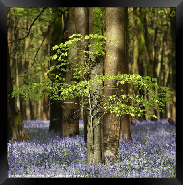 Bluebell Woodland  Framed Print by Simon Johnson