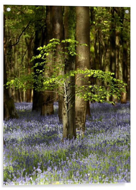 Bluebell Woodland  Acrylic by Simon Johnson