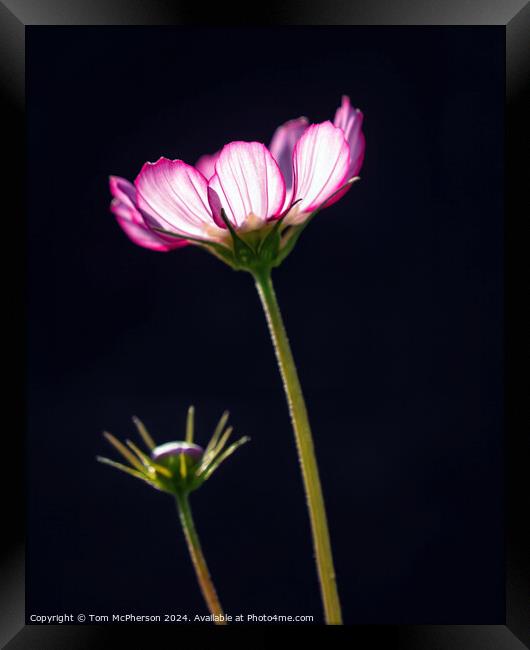 Cosmos Framed Print by Tom McPherson