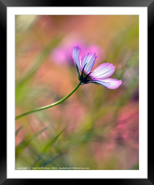 Cosmos Framed Mounted Print by Tom McPherson