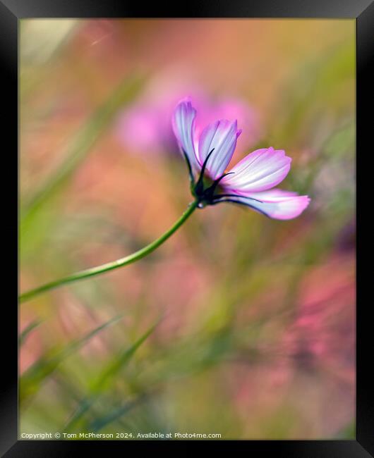 Cosmos Framed Print by Tom McPherson