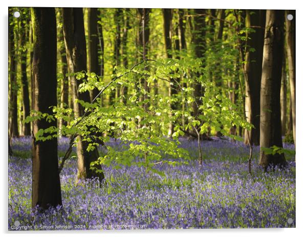 Bluebell Woodland  Acrylic by Simon Johnson