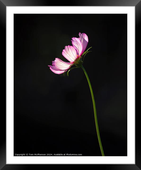 Single Cosmos Framed Mounted Print by Tom McPherson