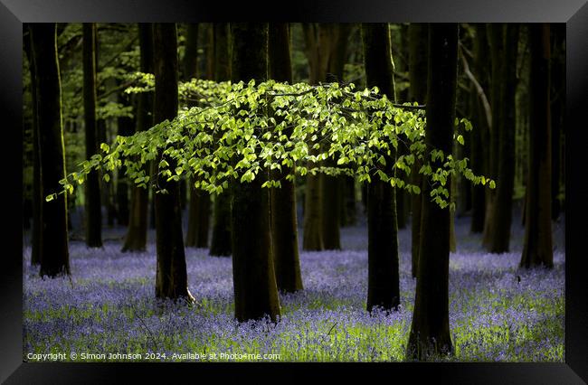 Sunlit leaves and bluebells  Framed Print by Simon Johnson