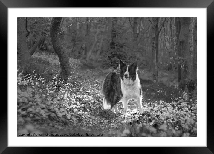 Border Collie Memories  Framed Mounted Print by Alison Chambers