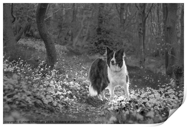 Border Collie Memories  Print by Alison Chambers