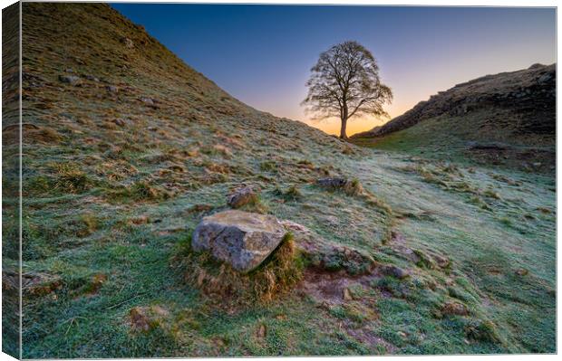 Old Sycamore Tree, Hadrian's Wall Canvas Print by Michael Brookes