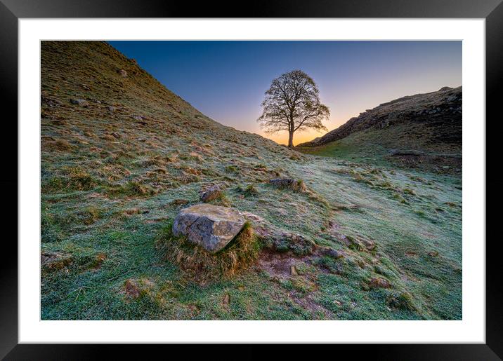 Old Sycamore Tree, Hadrian's Wall Framed Mounted Print by Michael Brookes