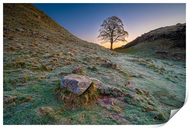 Old Sycamore Tree, Hadrian's Wall Print by Michael Brookes