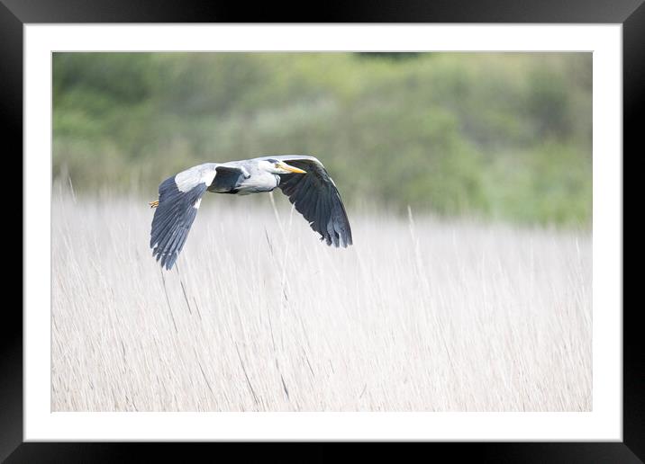 flying Heron Framed Mounted Print by kathy white