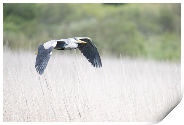 flying Heron Print by kathy white