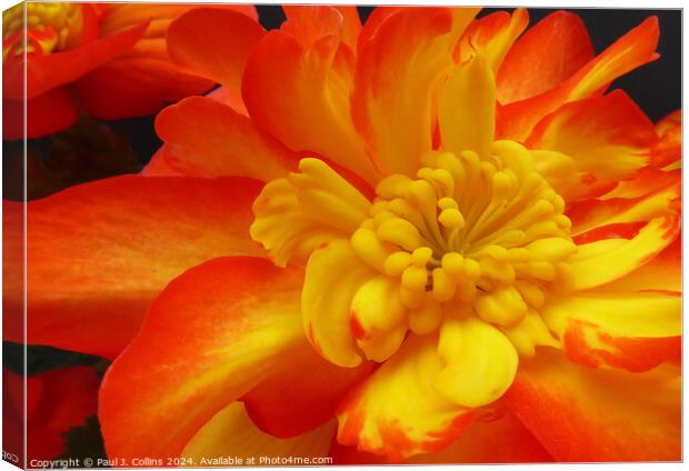 Begonia 'Non-stop Fire' Canvas Print by Paul J. Collins