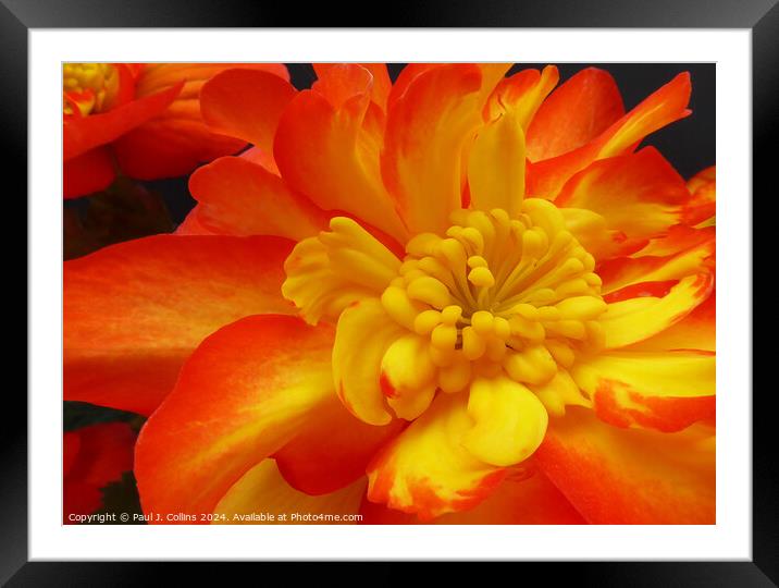 Begonia 'Non-stop Fire' Framed Mounted Print by Paul J. Collins