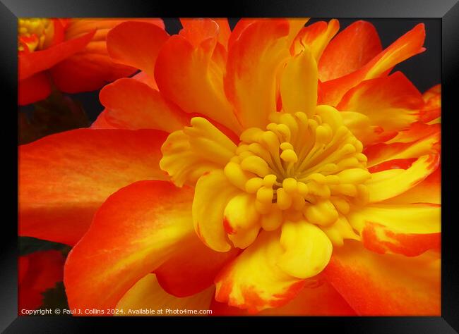 Begonia 'Non-stop Fire' Framed Print by Paul J. Collins