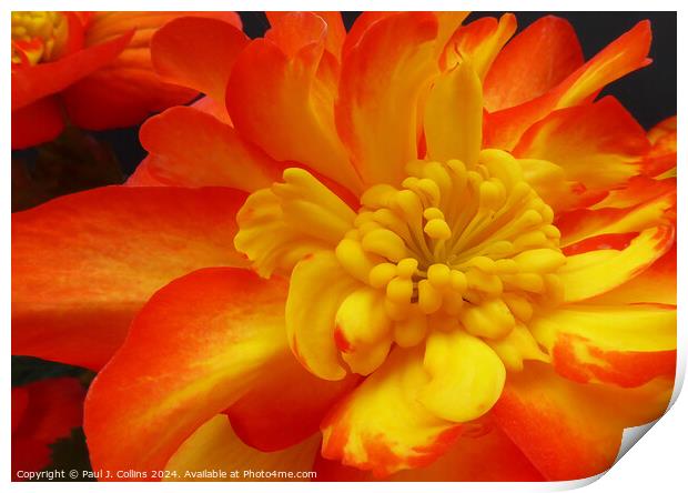 Begonia 'Non-stop Fire' Print by Paul J. Collins