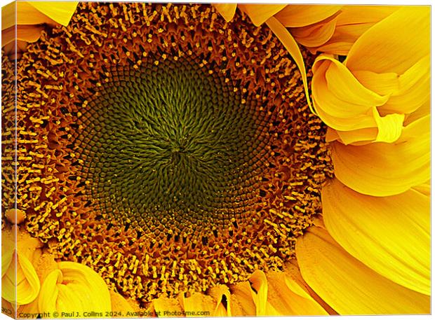 Sunflower Head Canvas Print by Paul J. Collins