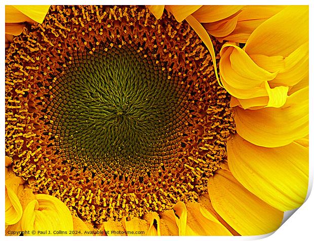 Sunflower Head Print by Paul J. Collins