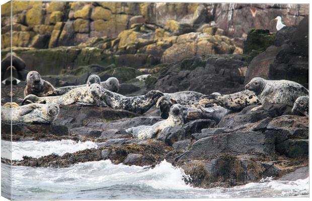 Grey seals on rocks Canvas Print by Ceri Jones