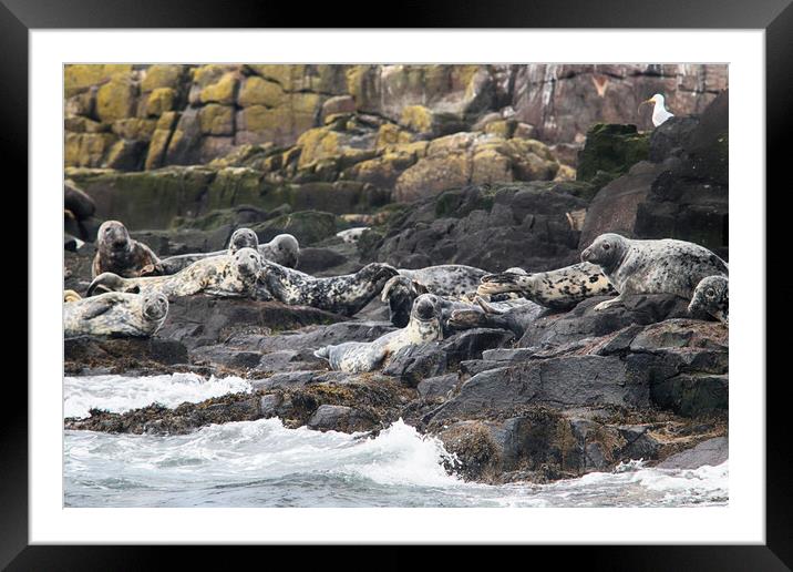 Grey seals on rocks Framed Mounted Print by Ceri Jones