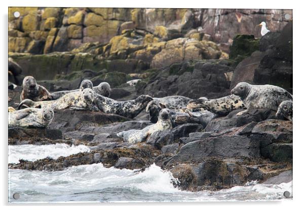 Grey seals on rocks Acrylic by Ceri Jones