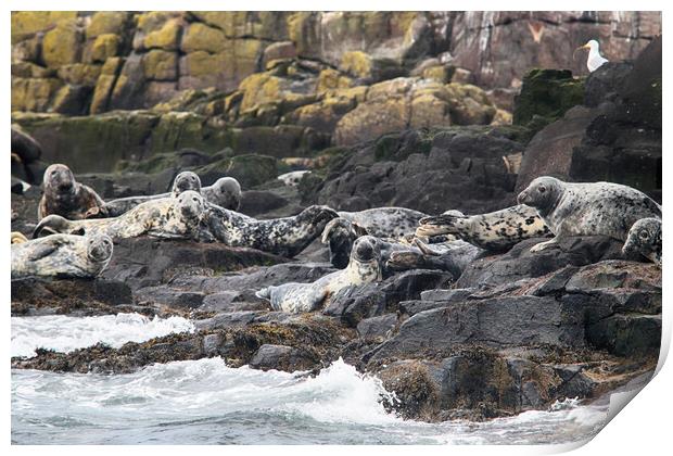 Grey seals on rocks Print by Ceri Jones