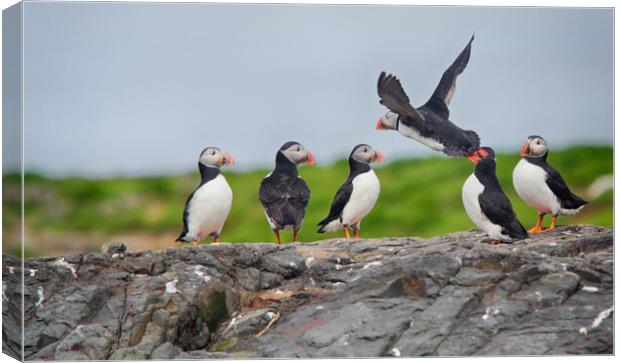 Puffins on a rocky edge Canvas Print by Ceri Jones