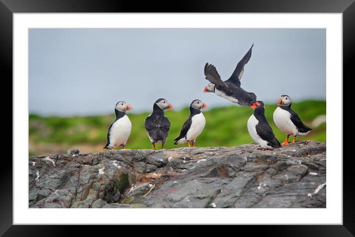 Puffins on a rocky edge Framed Mounted Print by Ceri Jones