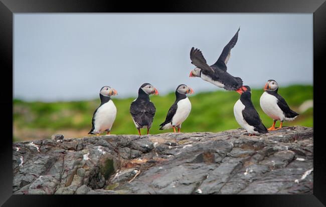 Puffins on a rocky edge Framed Print by Ceri Jones