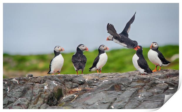 Puffins on a rocky edge Print by Ceri Jones