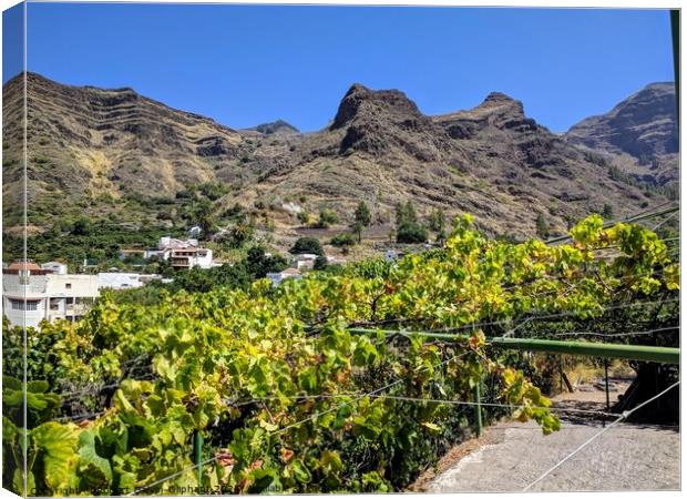 Grape vines on Gran Canaria  Canvas Print by Robert Galvin-Oliphant