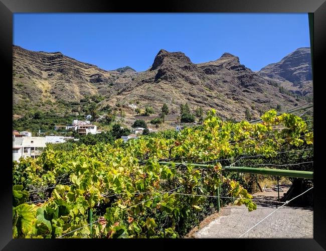 Grape vines on Gran Canaria  Framed Print by Robert Galvin-Oliphant