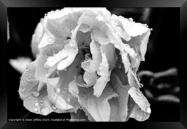 Raindrop Rose Framed Print by Dean Jeffery