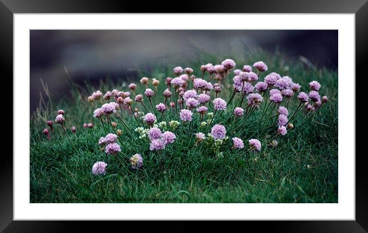 Sea thrift Framed Mounted Print by Tom McPherson
