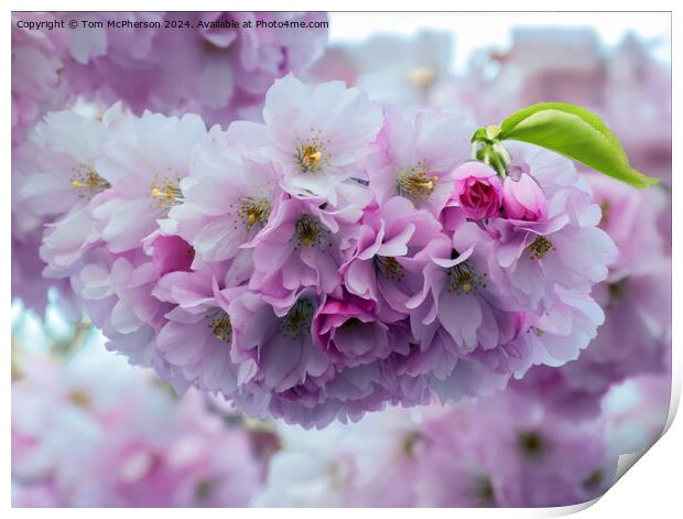 Japanese flowering cherry  Print by Tom McPherson