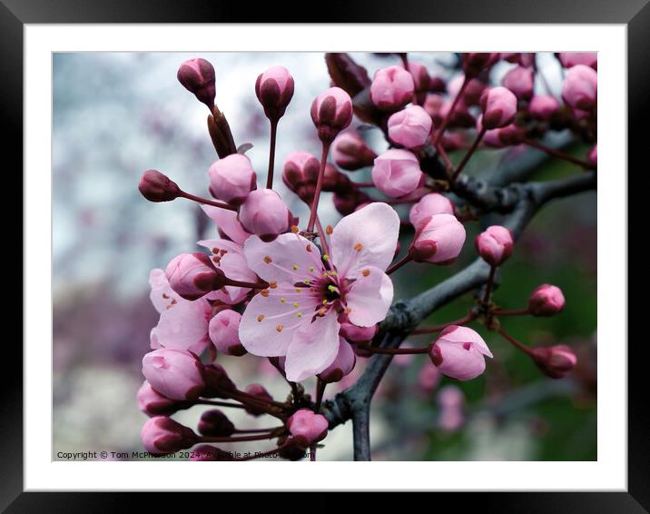 Japanese flowering cherry  Framed Mounted Print by Tom McPherson